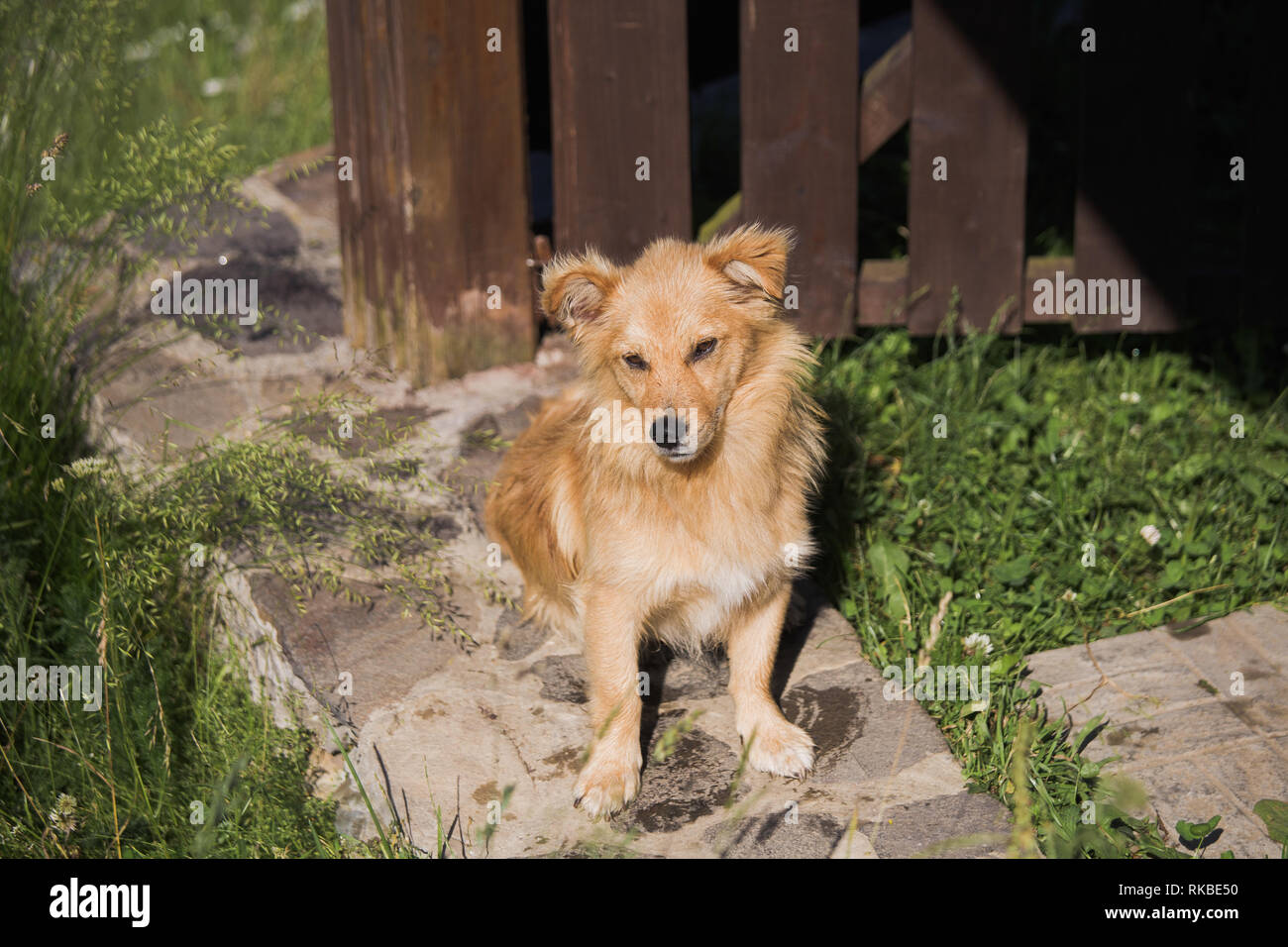 Portrait of cute small yellow mongrel dog laying in grass outdoors. Horizontal color photography. Stock Photo