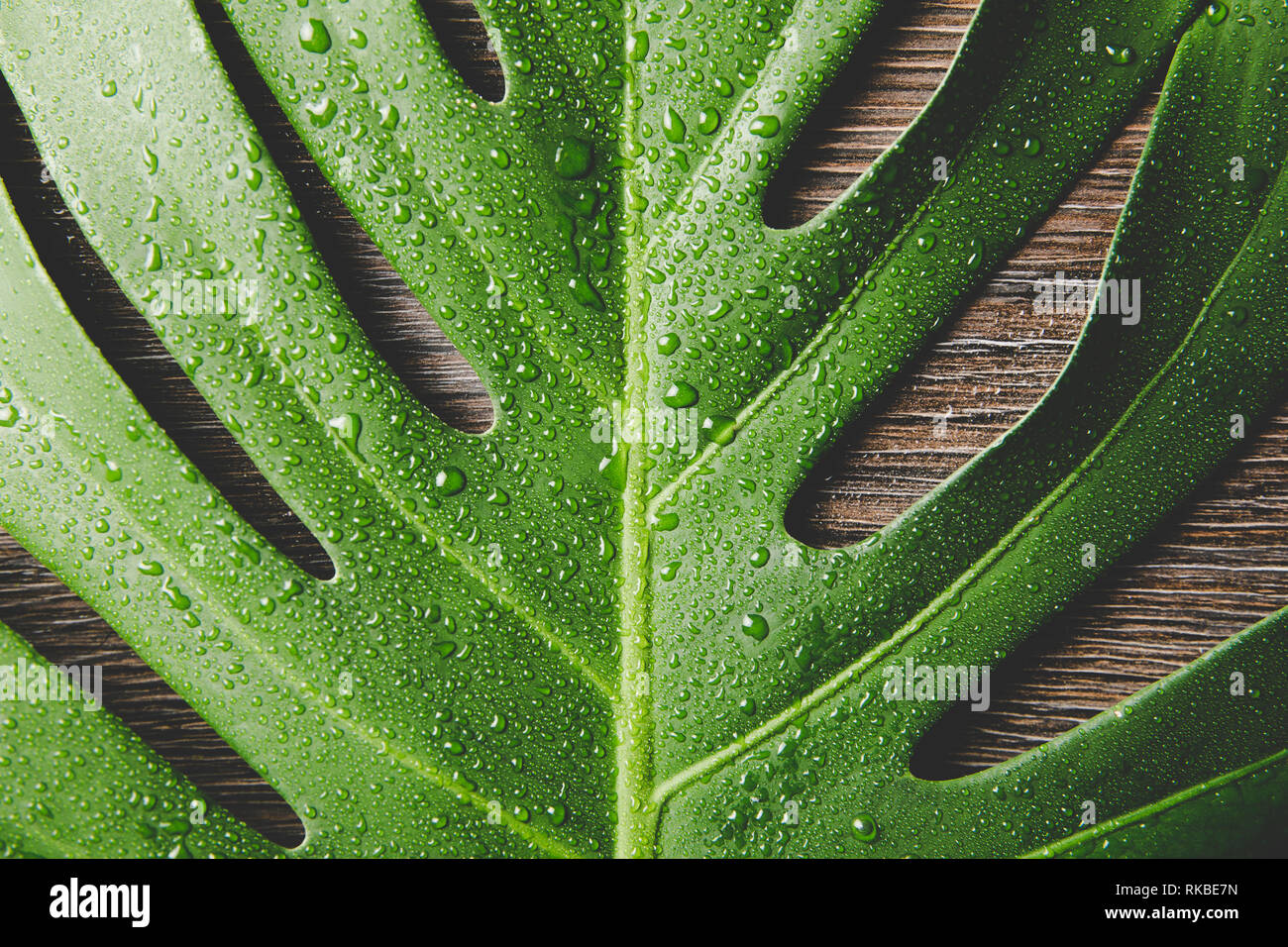 Beautiful green bright Monstera deliciosa leaf( also known as Swiss