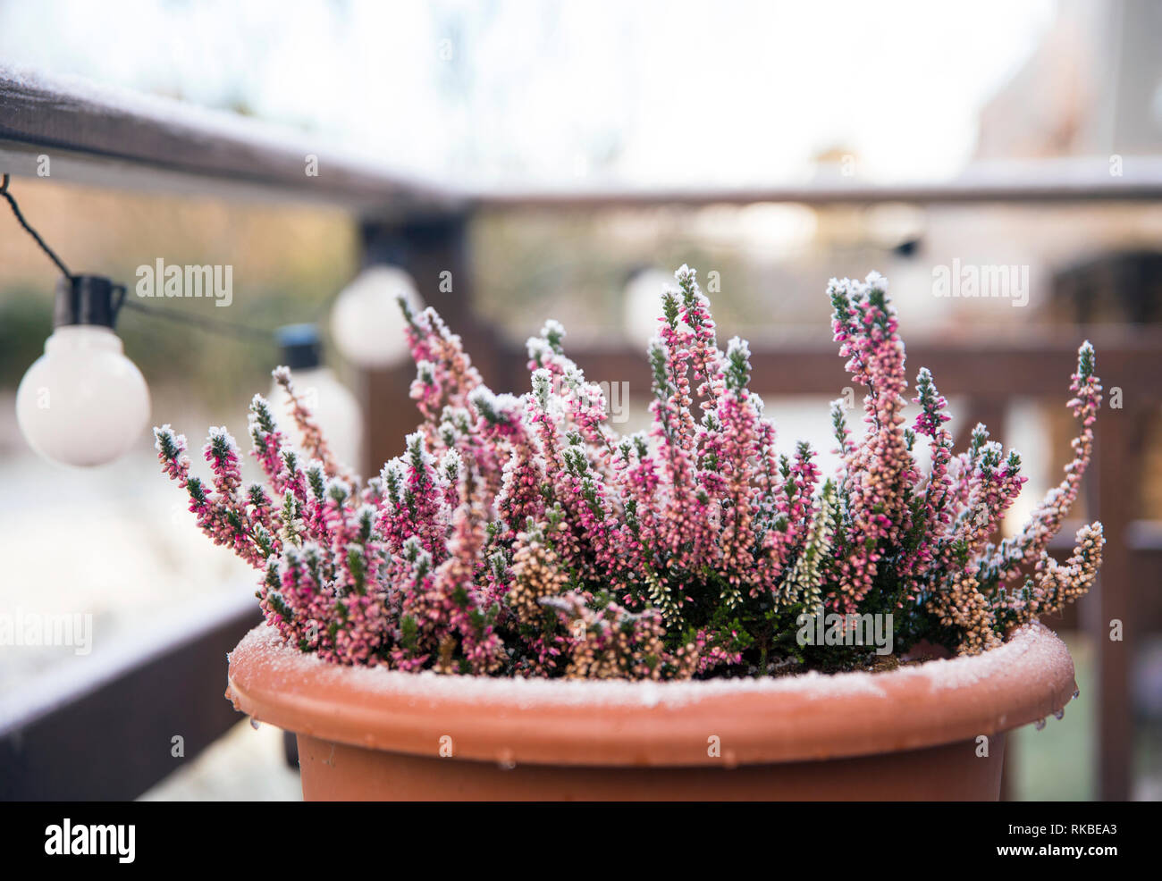 Pink heather flower growing in terracotta color garden pot, outdoors on terrace in winter, covered with white frost. Stock Photo