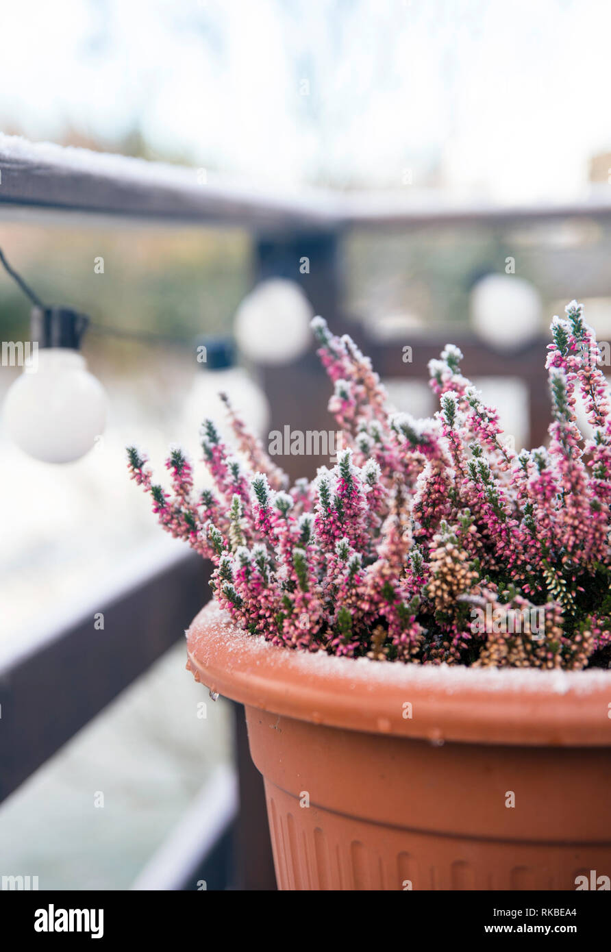 Pink heather flower growing in terracotta color garden pot, outdoors on terrace in winter, covered with white frost. Stock Photo