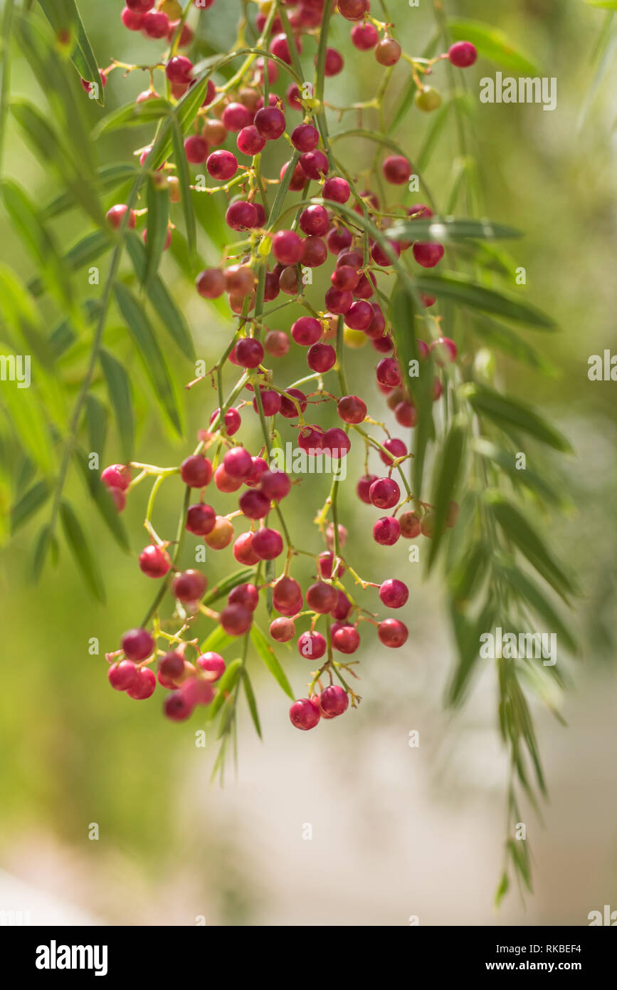 A pink pepper tree with peppercorns called Schinus molle also known as Peruvian pepper tree