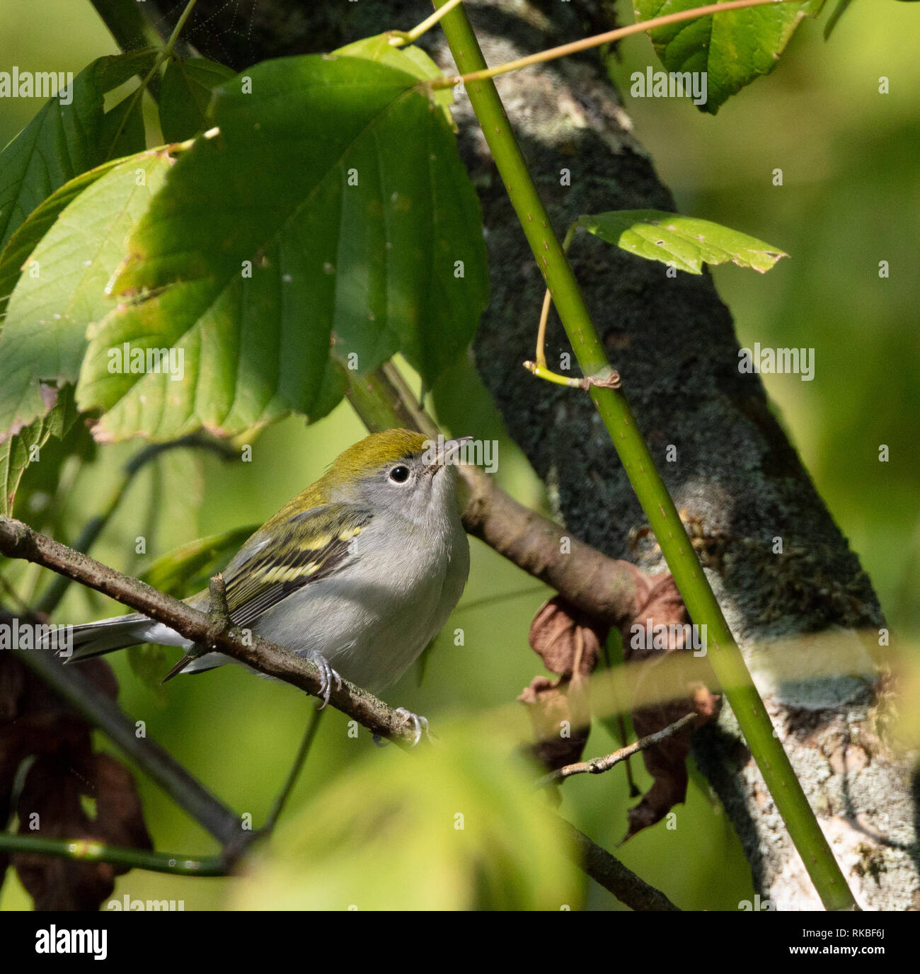 A chestnut-sided warbler (Setophaga pensylvanica) in fall plumage hunts for insects in a tree during fall migration Stock Photo