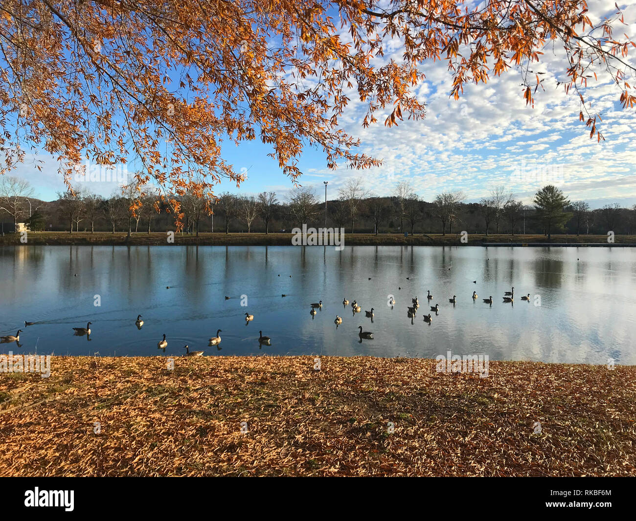 View of the marina and rowing club area at Oak Ridge Marina in Oak Ridge, Tennessee, USA, with Canada Geese and autumn foliage. Stock Photo