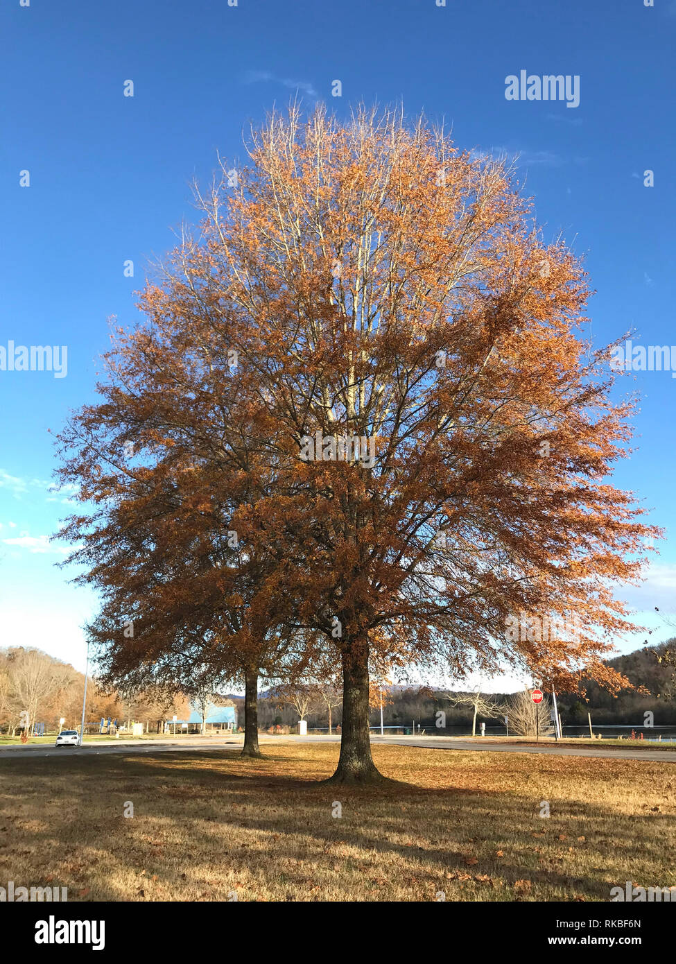 A fall foliage willow oak (Quercus phellos) tree at Oak Ridge Marina, Oak Ridge, Tennessee. Stock Photo