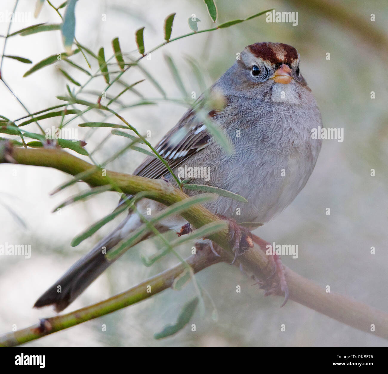 Juvenile White-crowned Sparrow (Zonotrichia leucophrys) perched on a branch in the deserts of Southern California. Stock Photo