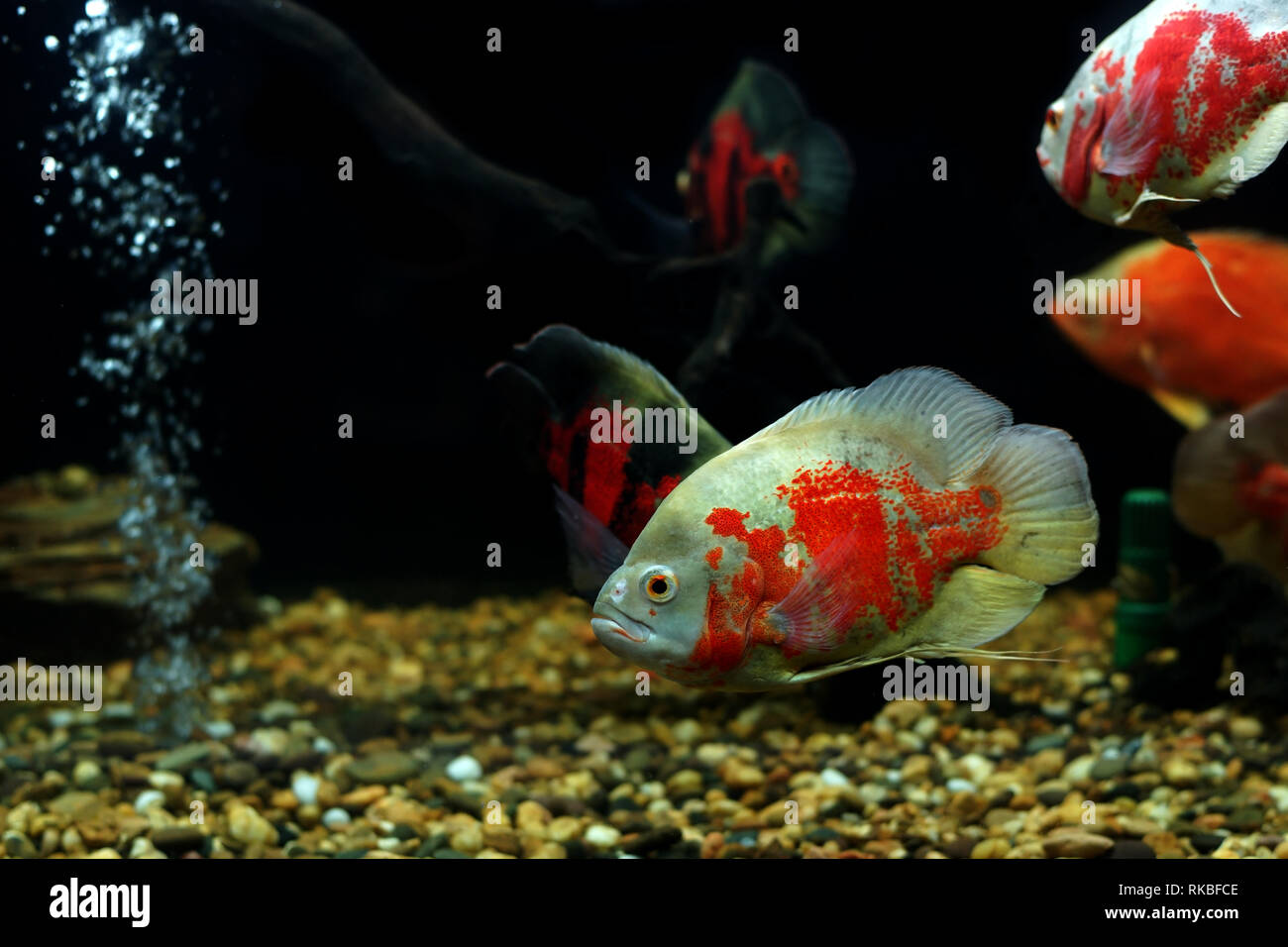 astronotus ocellatus or oscar fish fish in the aquarium Stock Photo