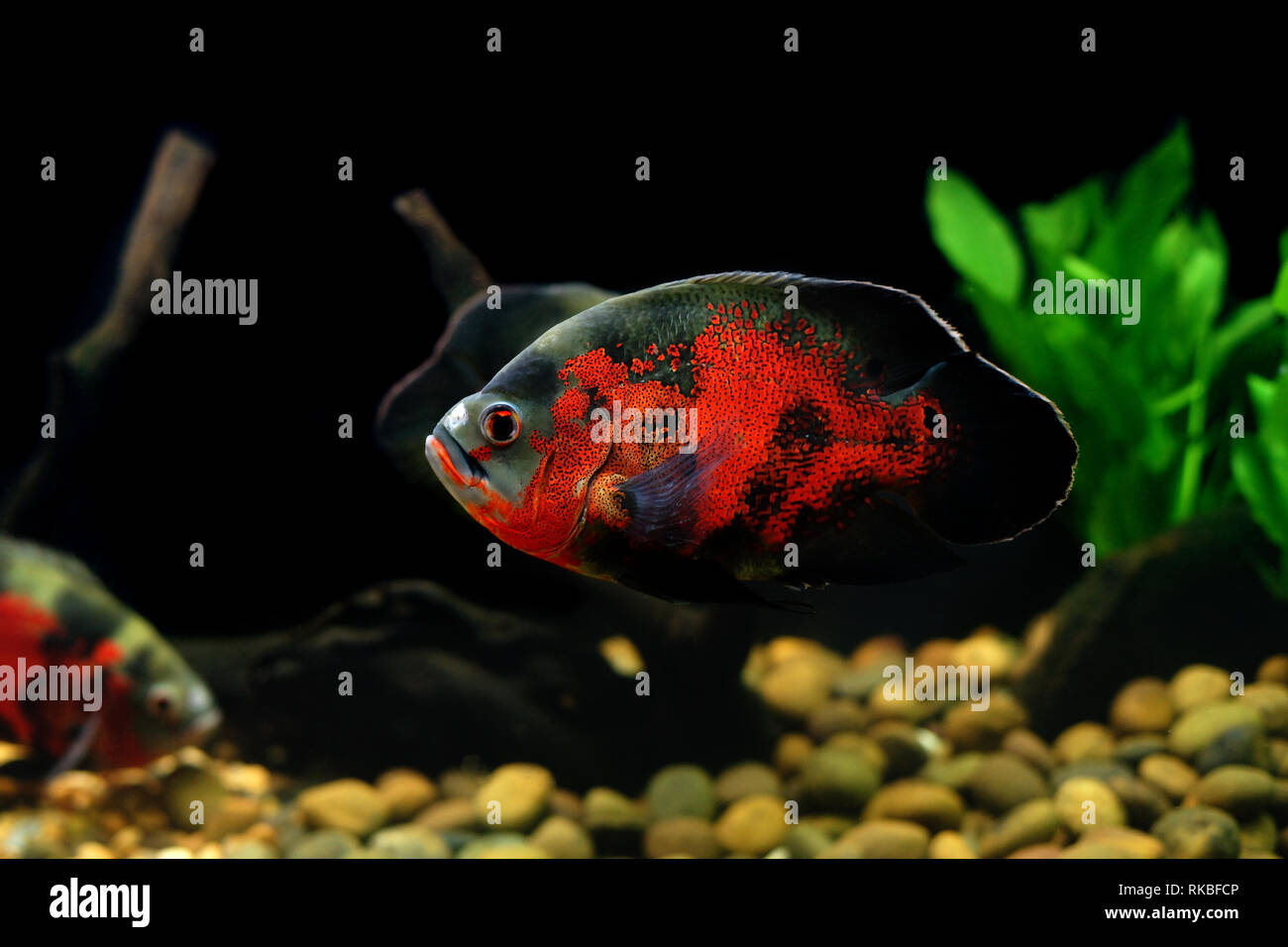 astronotus ocellatus or oscar fish in the aquarium Stock Photo