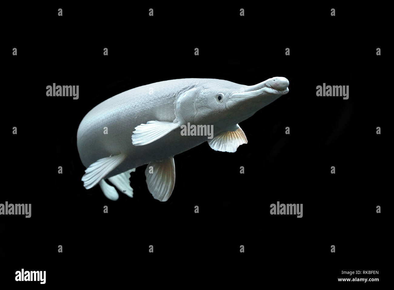 atractosteus spatula or platinum alligator gar fish isolated on black background Stock Photo