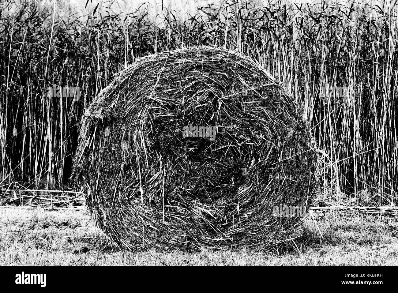 Round hay bale Stock Photo