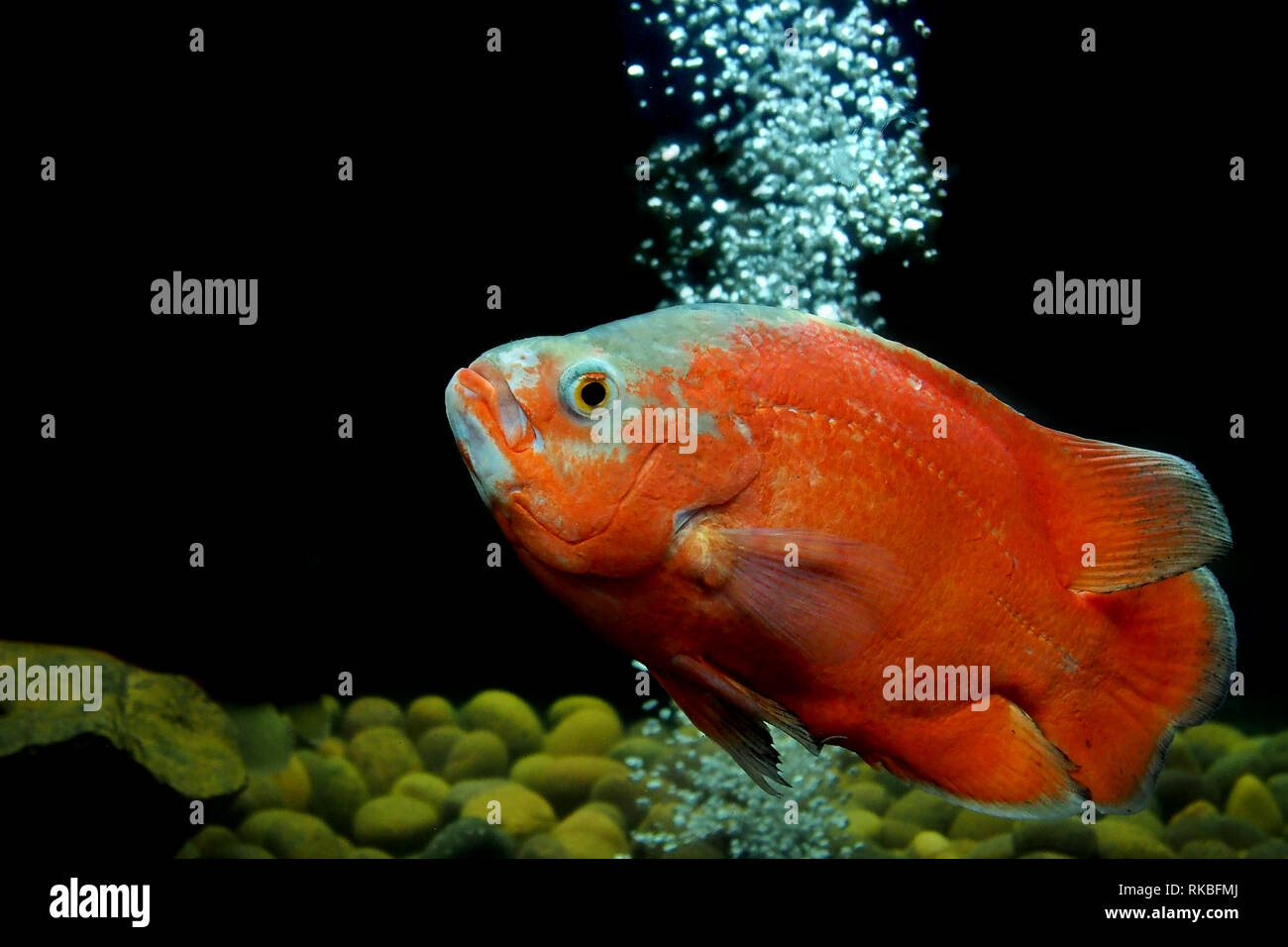 astronotus ocellatus or oscar fish in the aquarium Stock Photo