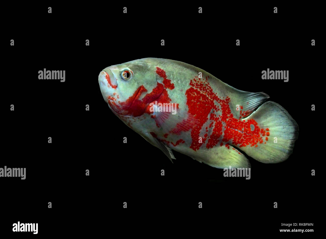 astronotus ocellatus or oscar fish isolated on black background Stock Photo