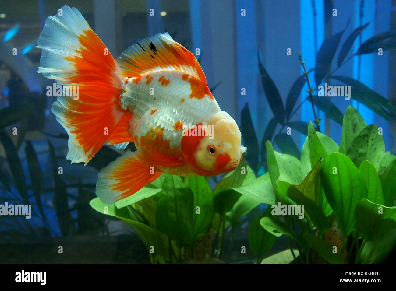 Small Rancho Fish ranchu or goldfish fish in the aquarium Stock Photo - Alamy