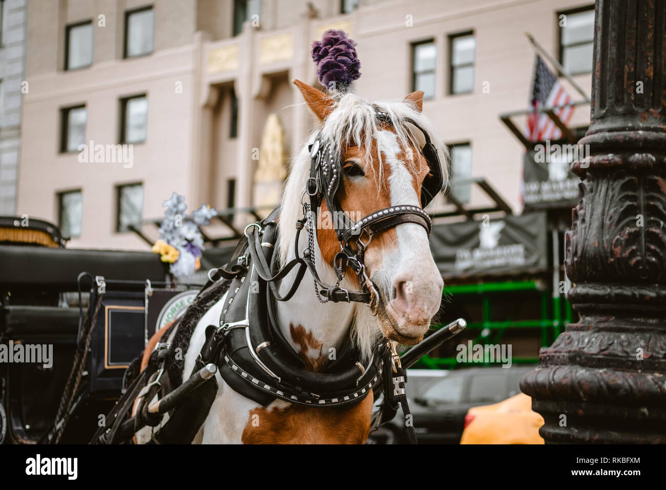 NYC Carriage Horse Dorado Stock Photo