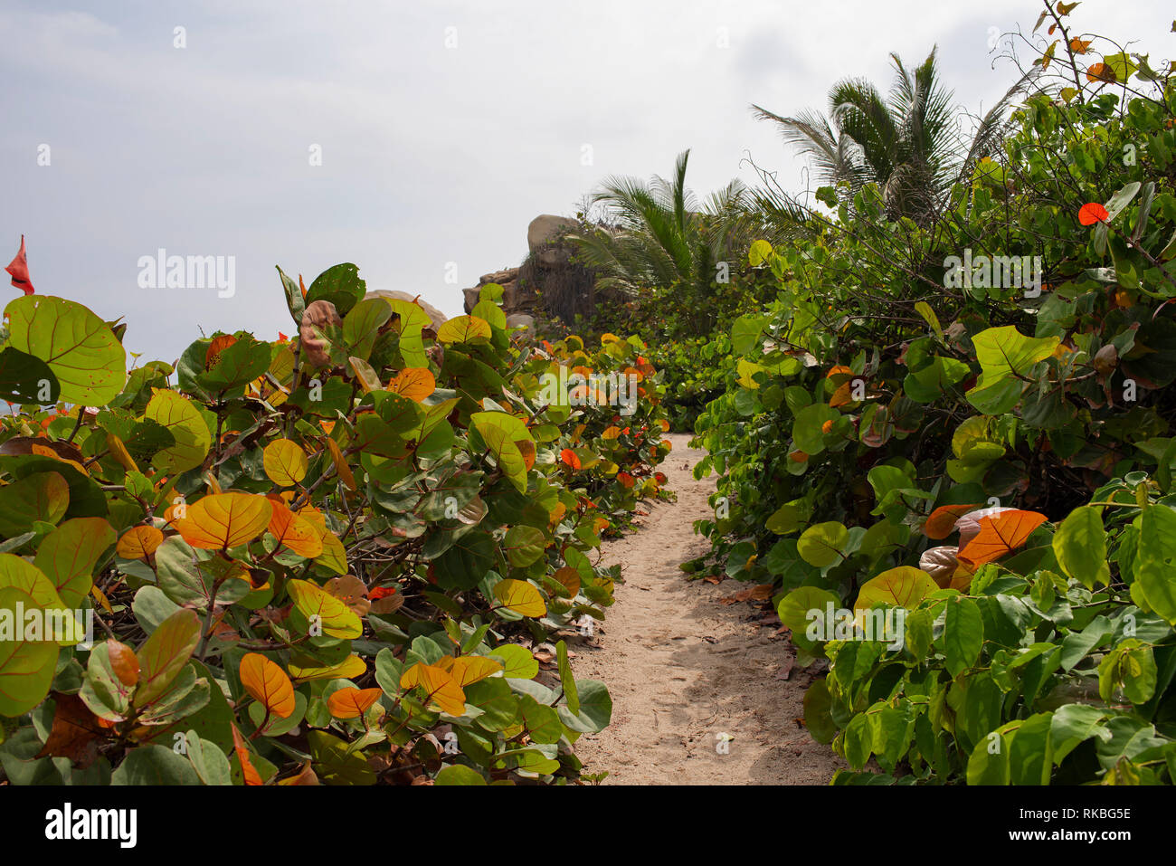 Tropical vegetation: Sea Grape bushes (Coccoloba uvifera) in Tayrona National Park, Colombia. Sep 2018 Stock Photo