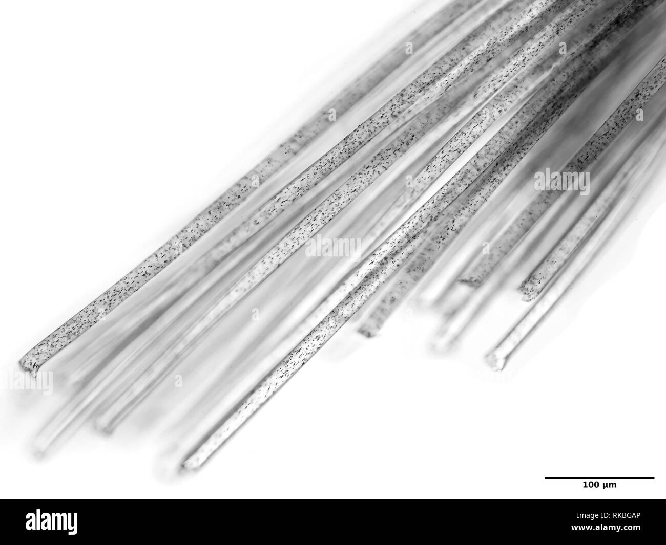 Bright field light micrograph of nylon fibers Stock Photo