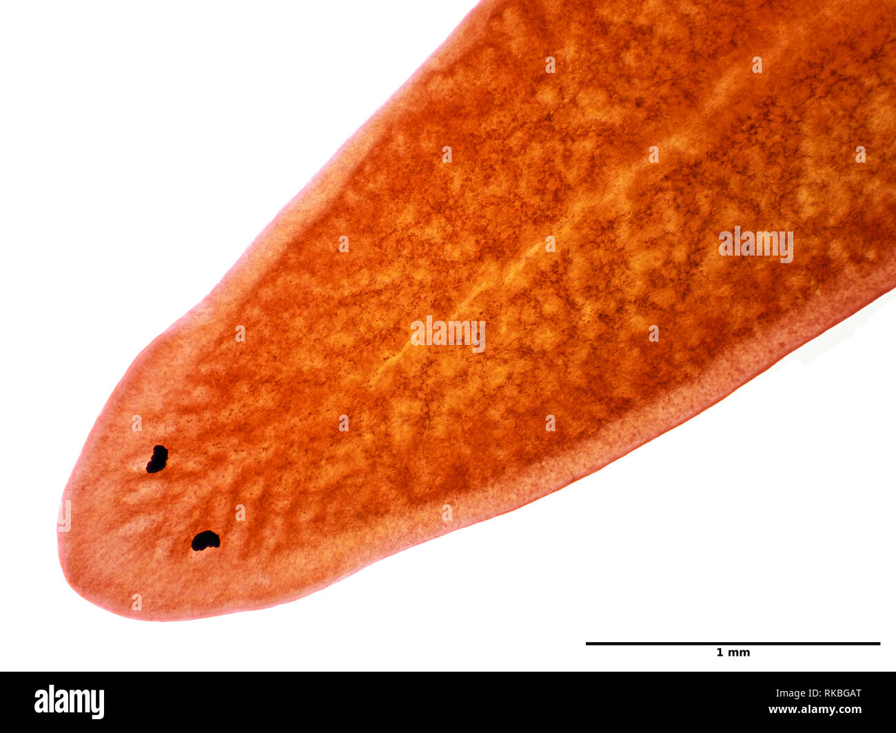 Planaria worm under the microscope, field of view is approximately 3mm wide Stock Photo