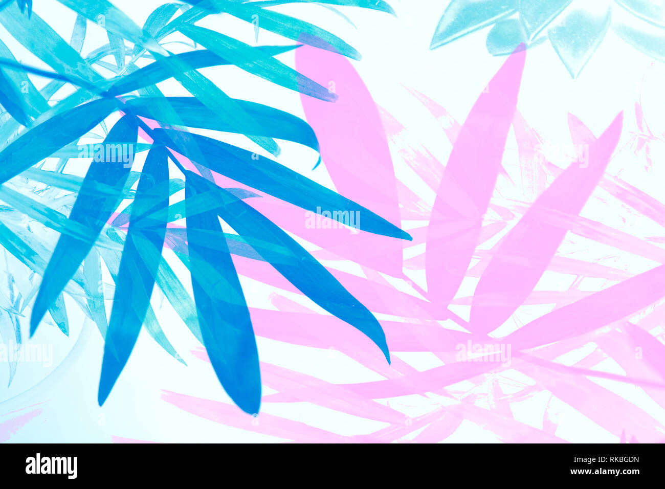Tropical palm tree leaves in bold bright colour. Modern and minimal design for a trendy background theme Stock Photo