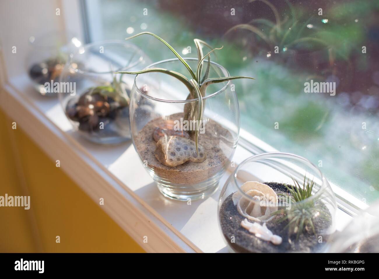 Various tillandsia plants growing in glass bowls on a window sill Stock