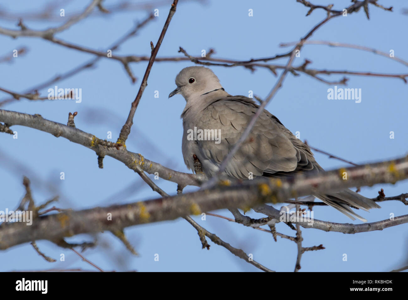 A eurasian collared dove is perched on a tree in north Idaho Stock
