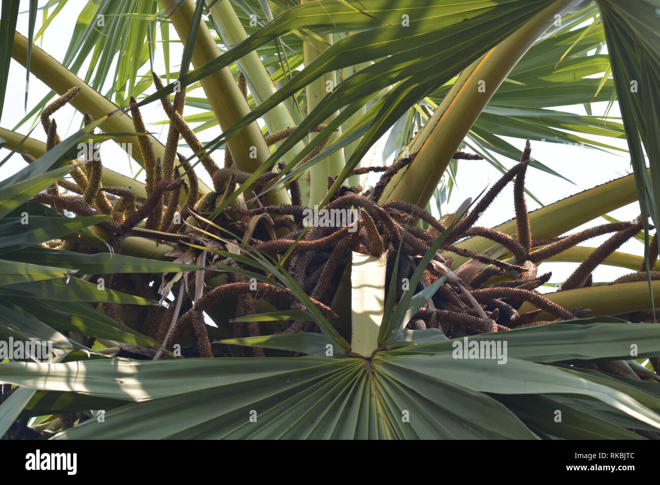 Toddy or sugar palm trees (Borassus flabellifer), sugar palm flower on