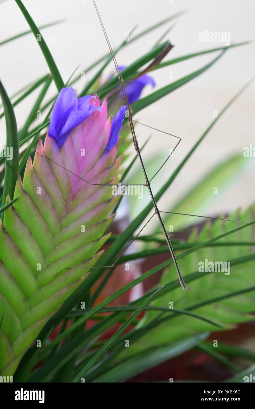 stick insect on bromeliad tree ** note select focus with shallow depth of field Stock Photo