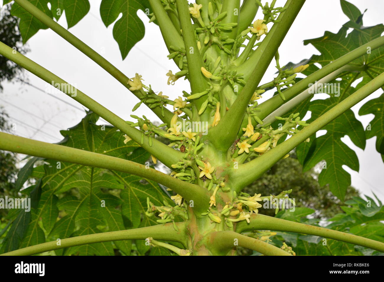 papaya flower on the tree in Papaya plantations Stock Photo Alamy