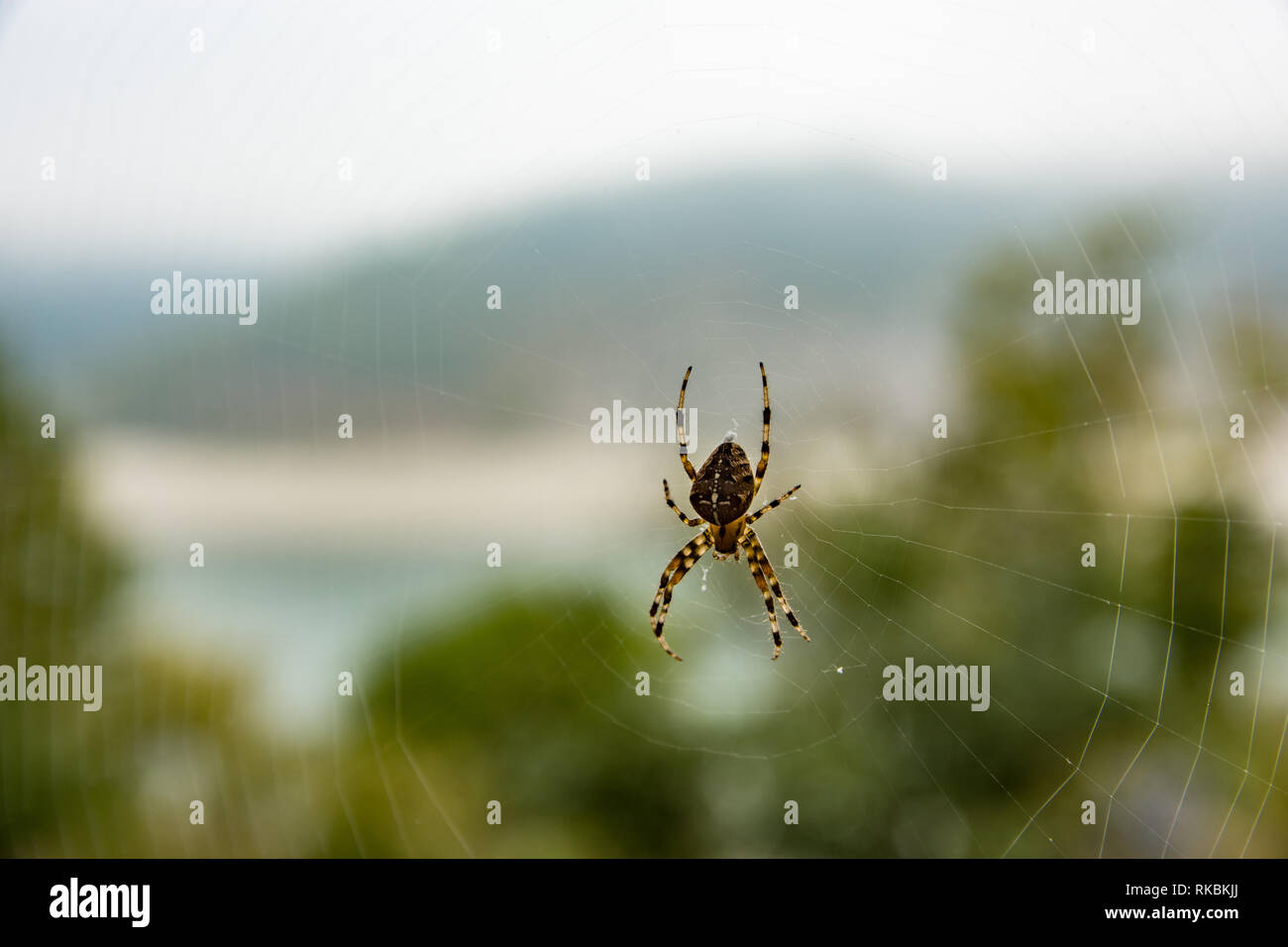 A large spider brown color, hanging on its spderweb, and waiting for his prey. Stock Photo