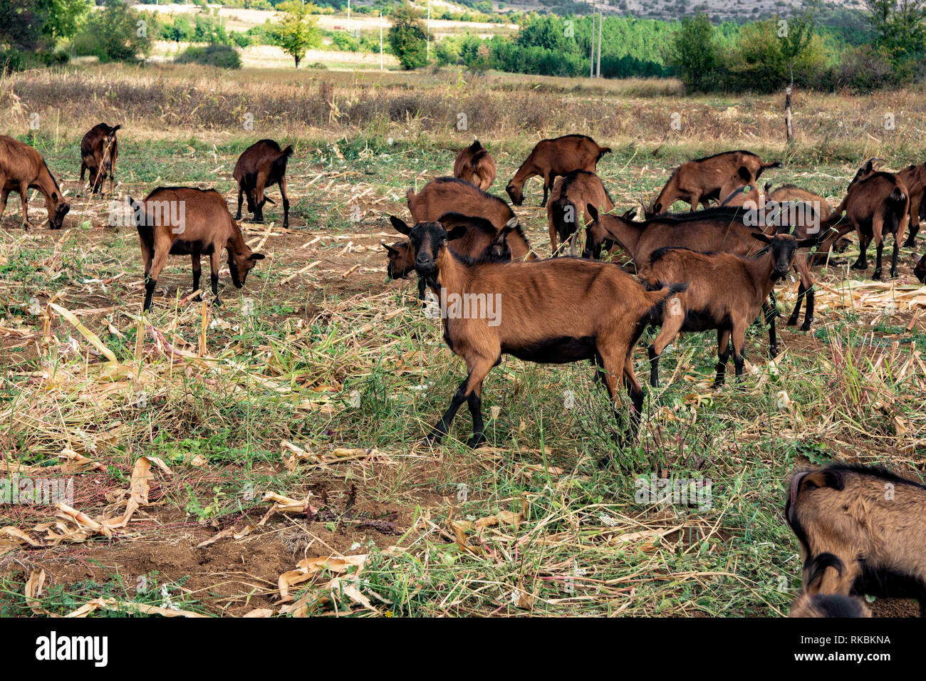 The herd of mountain goats brown color, the Alpinka race, on the meadow grazing in the field of corn. Stock Photo