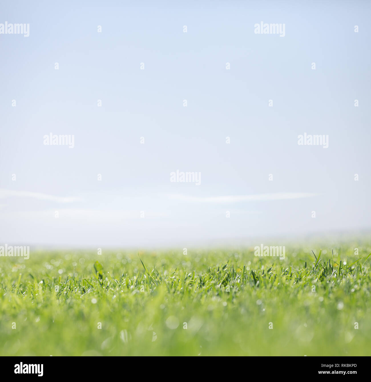 Green grass and clear sky as nature background Stock Photo