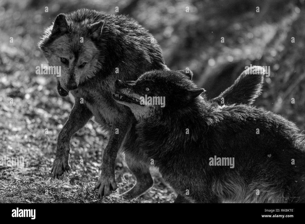 Black wolf in the forest Stock Photo Alamy