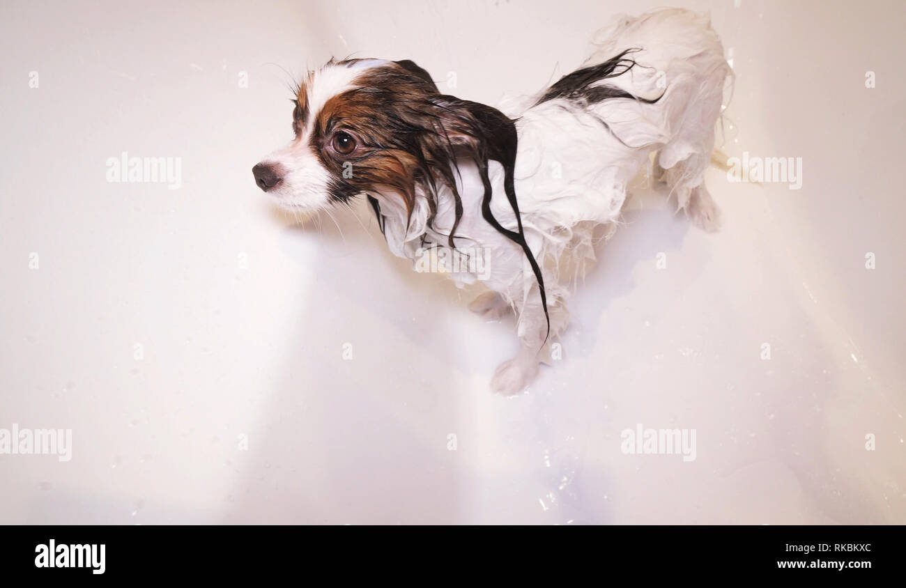 Shampooed Papillon dog is standing in bathroom Stock Photo
