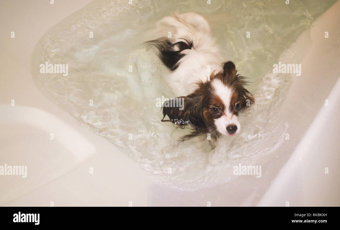 Papillon funny dog is swimming in bathroom Stock Photo