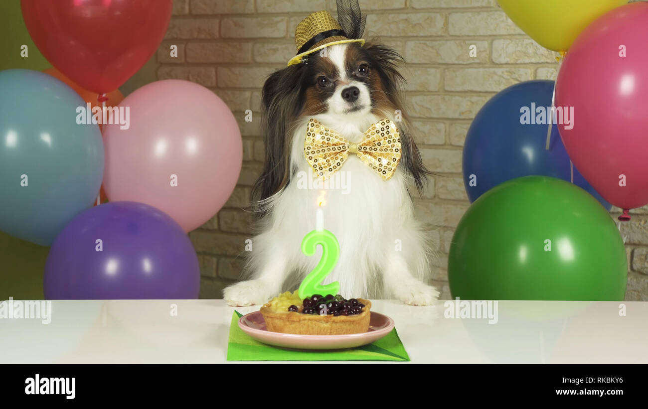 What Happens If Dog Eats Candle