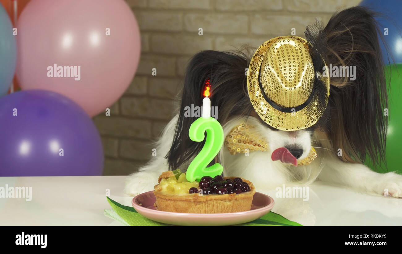Fancy Dog Papillon eating birthday cake with candle Stock Photo