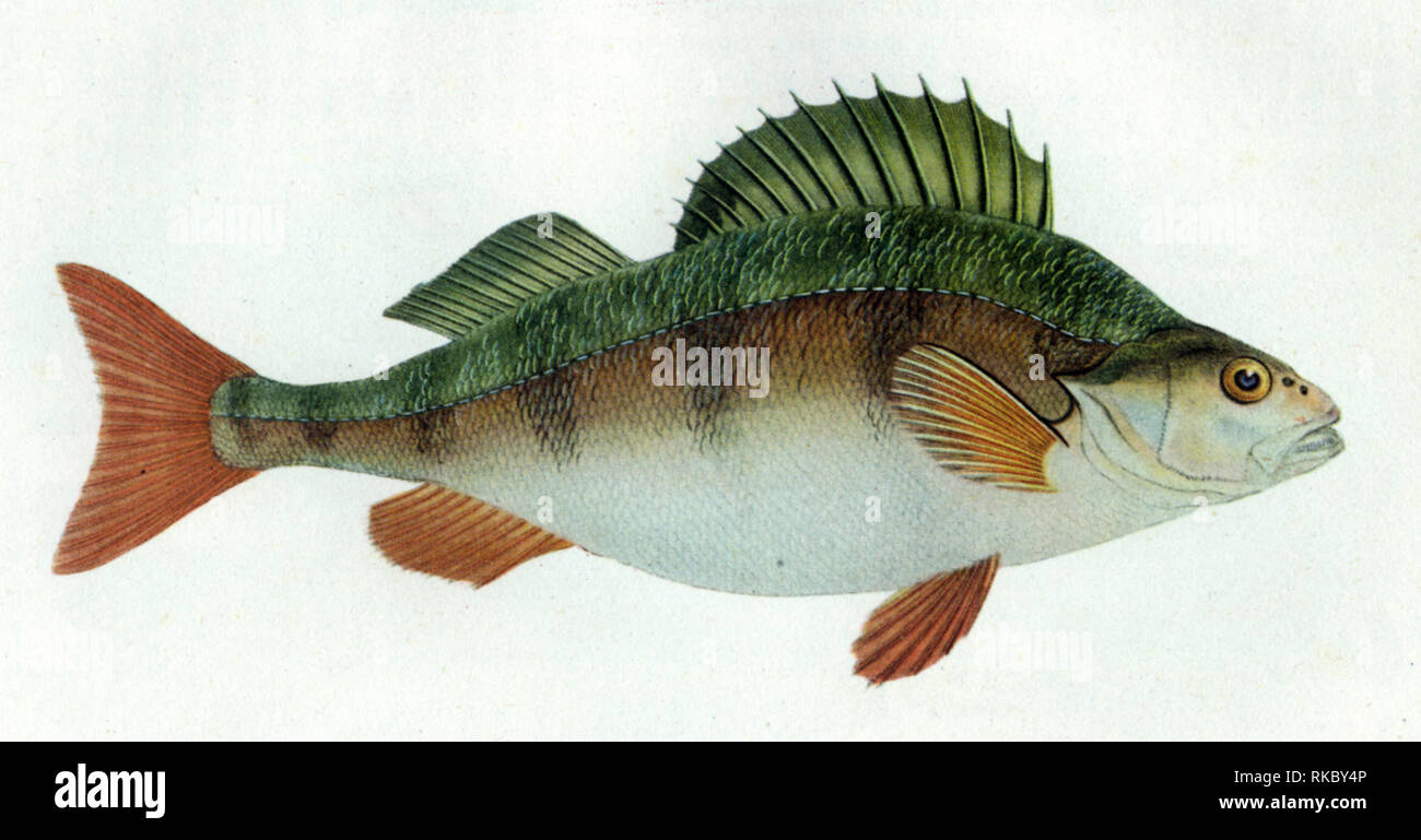 Perch, 1804. By Edward Donovan (1768-1837). Coloured engraving by Edward Donovan (1768-1837) from his 'Natural History of British Fishes', 1804. Stock Photo