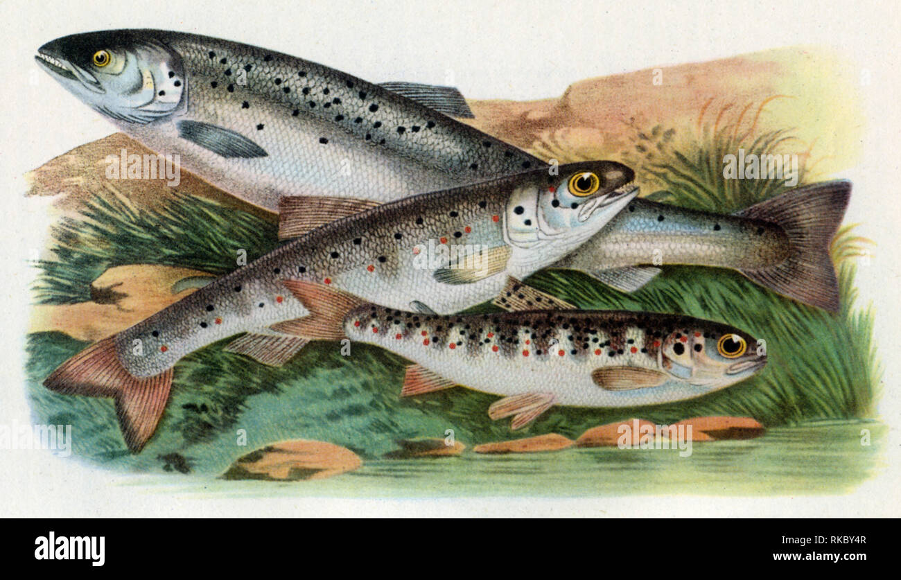 Grilse, Smolt and Parr, 1887. By Francis Day (1829-1889) and Florence Woolward (1854-1936). A chromolithograph from Francis Day's 'British and Irish Salmonidoe', 1887. Stock Photo