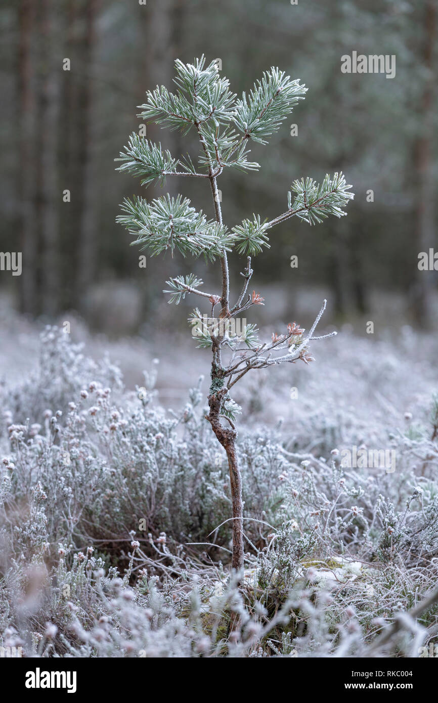 A Scots Pine Sapling, Covered in Frost, Growing in a Forest Clearing in Winter. Stock Photo