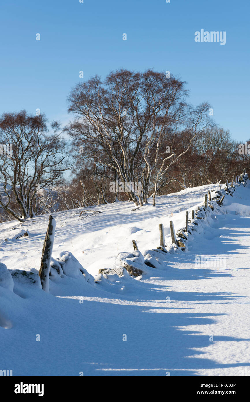 Silver birch wood hi-res stock photography and images - Alamy