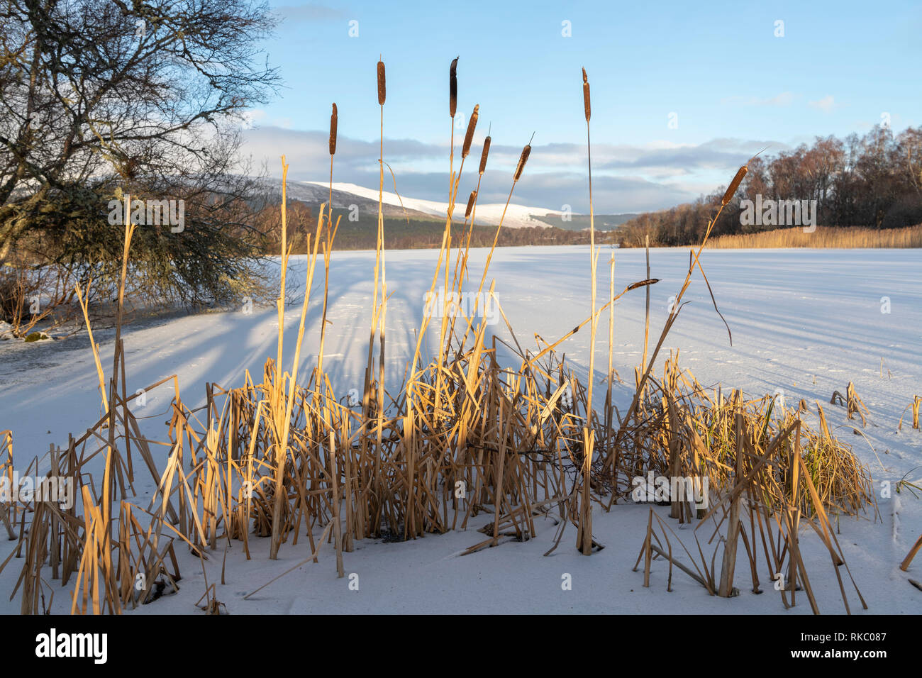 Bulrushes on the Edge of Frozen Loch Kinnord at Sunrise Stock Photo