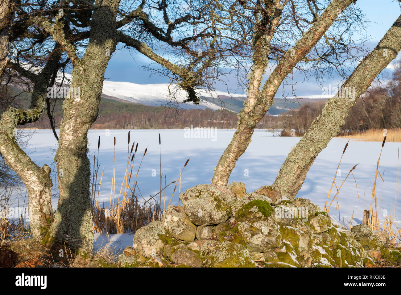 Bulrushes and Silver Birch on the Banks of a Frozen Loch Kinnord at Sunrise Stock Photo