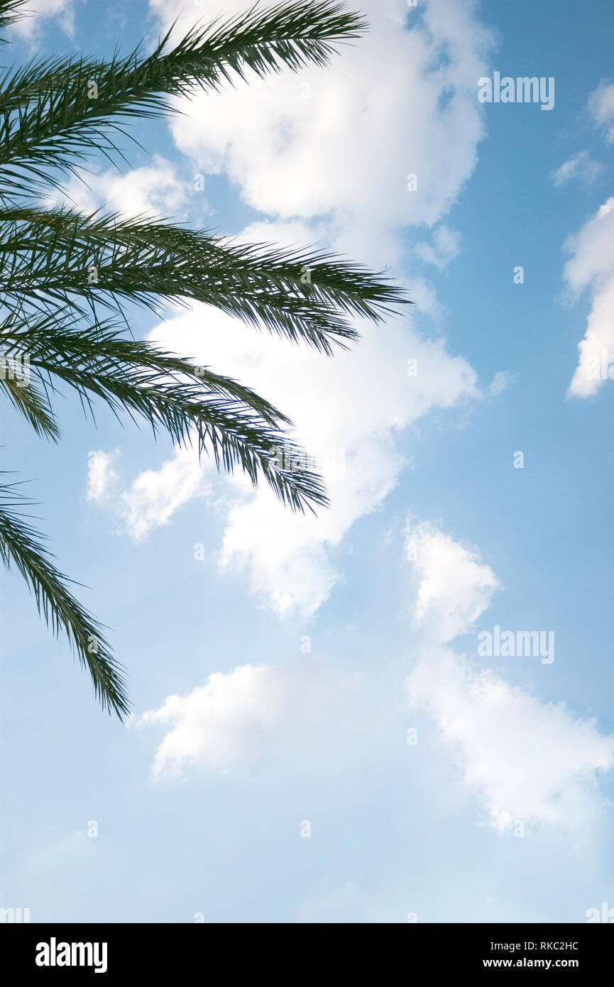 Leaves of a palm tree on a cloudy and blue sky. Stock Photo