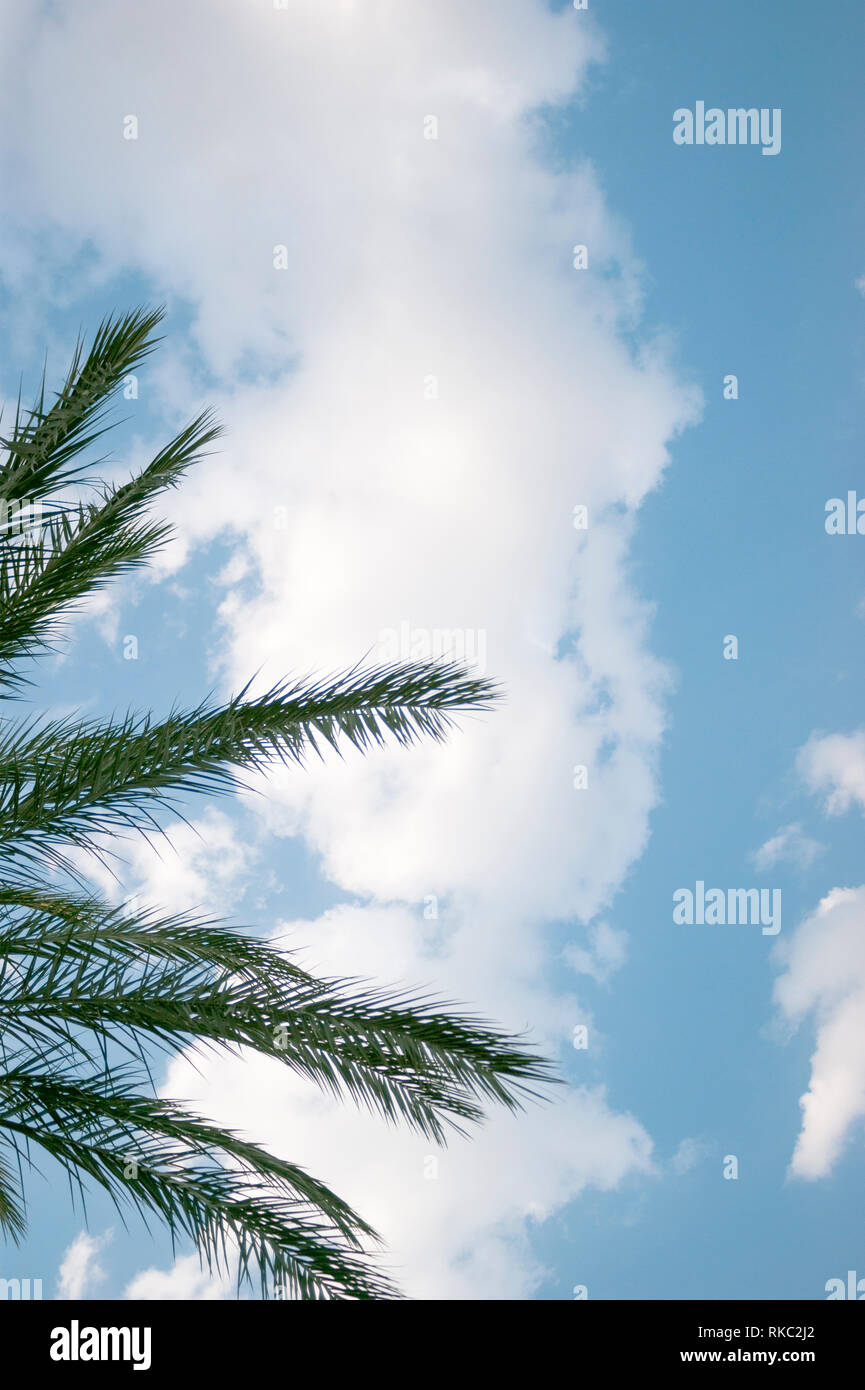 Leaves of a palm tree on a cloudy and blue sky. Stock Photo