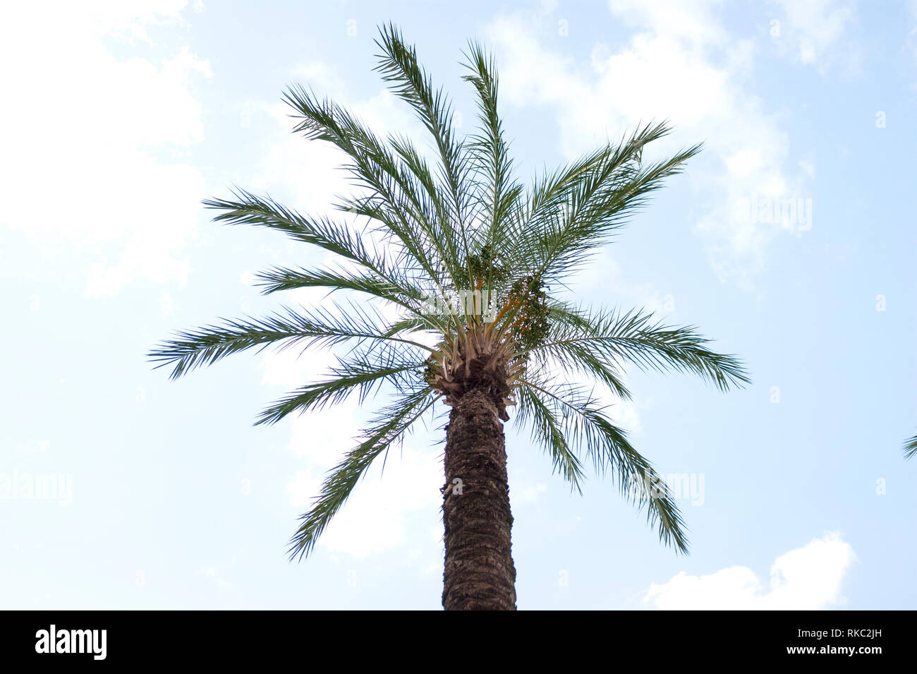 Palm tree on a blue and cloudy sky. Stock Photo