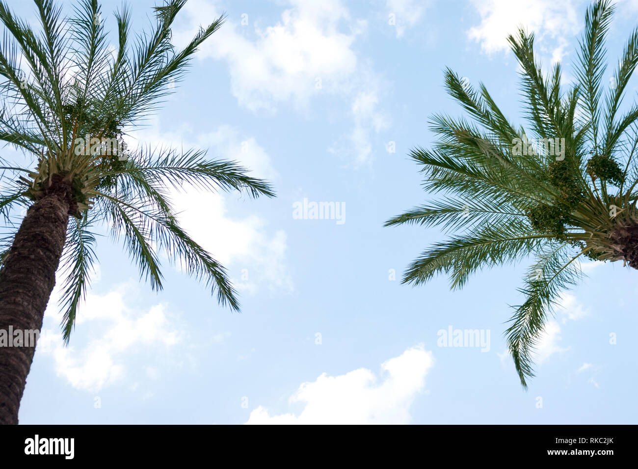 Two Palm trees on a blue and cloudy sky. Stock Photo