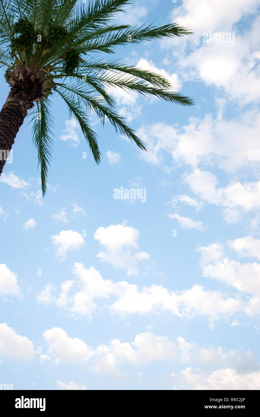 Palm tree on a blue and cloudy sky. Stock Photo