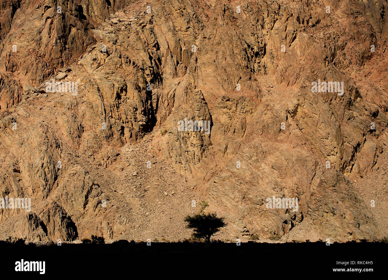 A lone tree at the base of a Sinai Peninsula mountain near Dahab, Egypt. (Photo/Hasan Jamali) Stock Photo