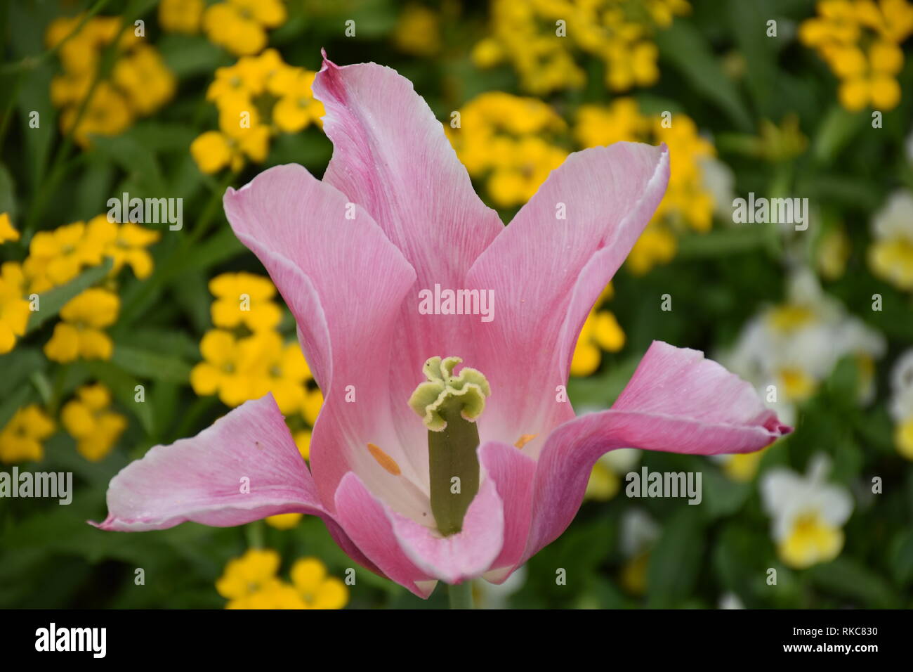 Pink tulip on yellow background Stock Photo - Alamy