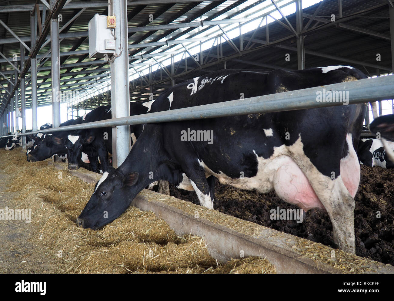 Kfar Vitkin, Israel. 22nd Jan, 2019. Cows of the HolsteinFriesian