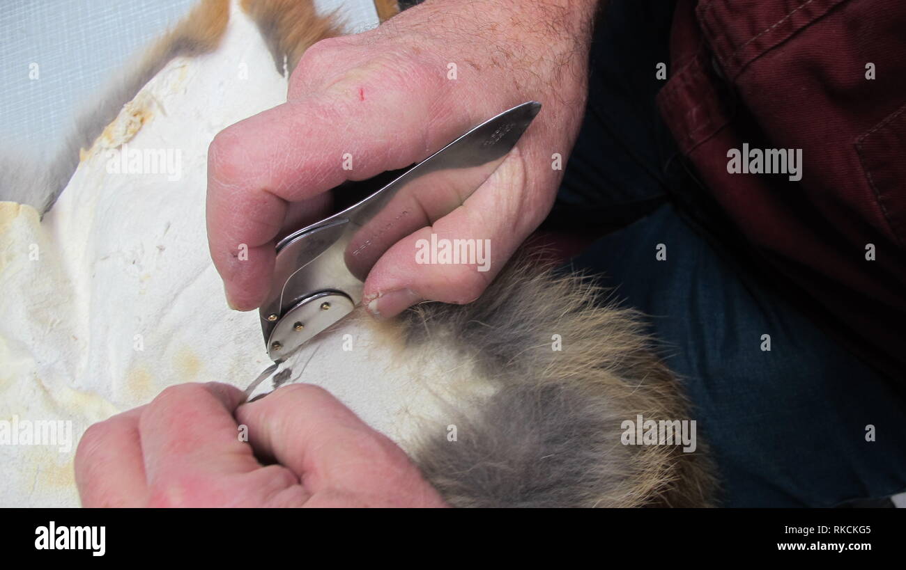 01 February 2019, Switzerland, Zürich: The Swiss master furrier Thomas Aus der Au repairs an impurity in a Swiss red fox fur in his workshop. Aus der Au and its Swiss Fur association are committed to the use of native skins. (to dpa-Korr 'From domestic hunt - will fur become presentable again?') Photo: Christiane Oelrich/dpa Stock Photo