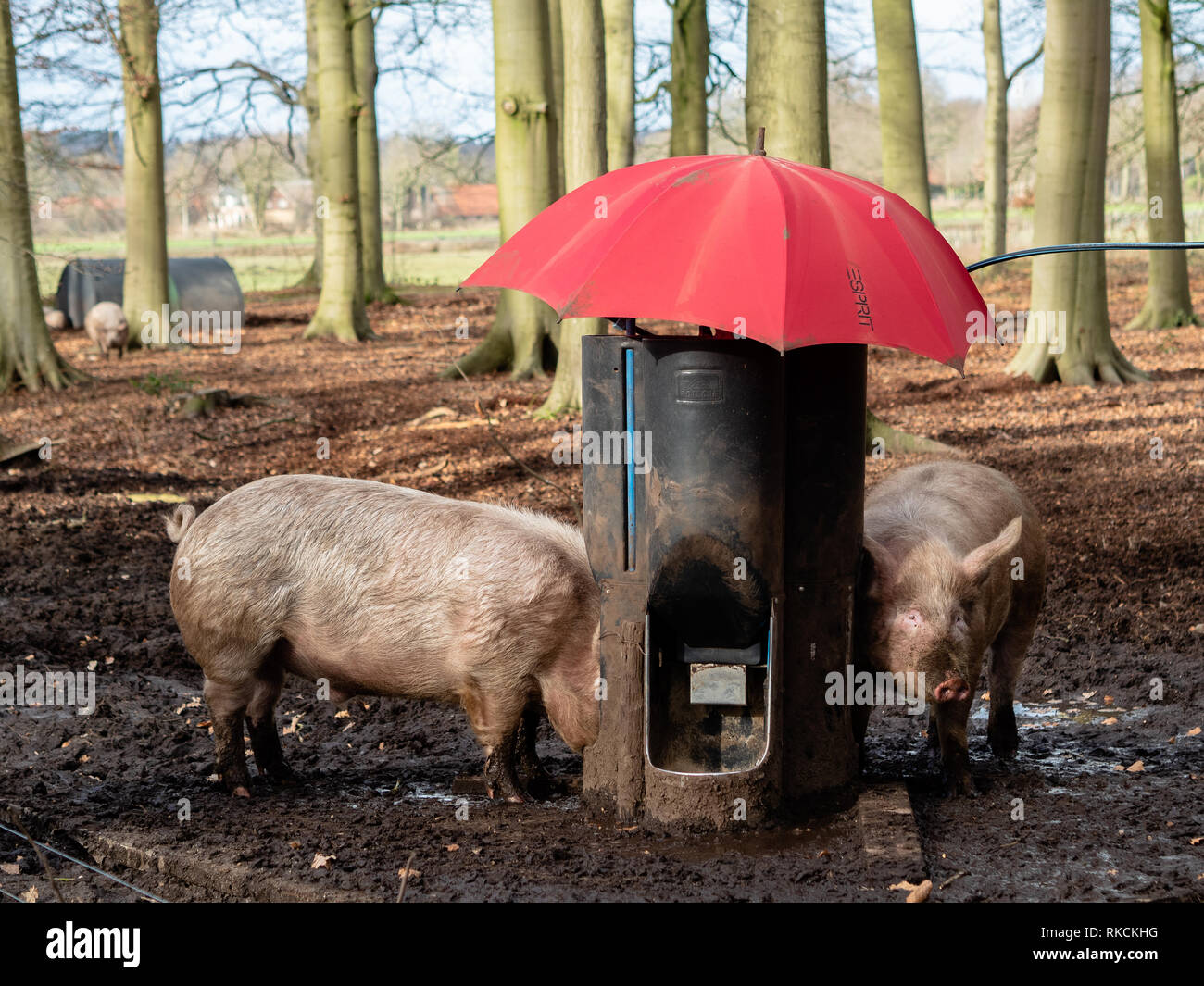 Pig Feeder Stock Photos Pig Feeder Stock Images Alamy